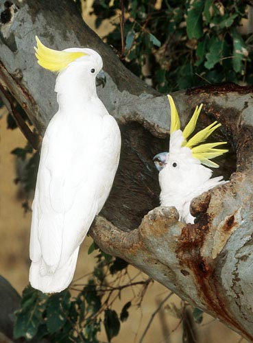 sulphur crested cockatoo3.jpg