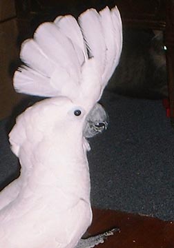  0000000000 umbrella%20cockatoo4